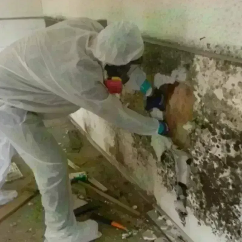 Mold Remediation and Removal in Hammond, WI